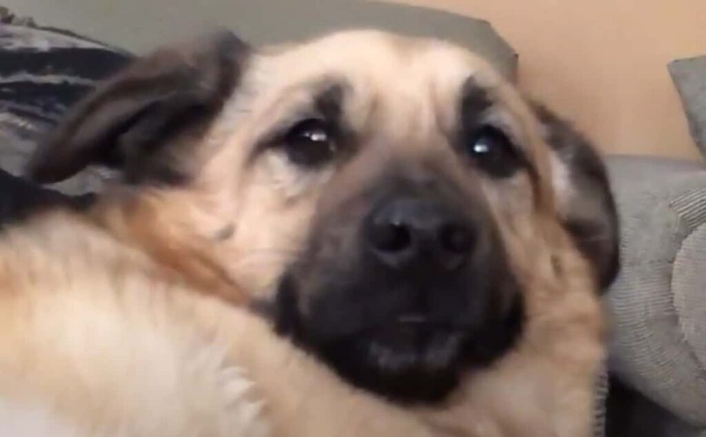 Surprised Corman Shepherd