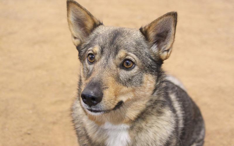 Swedish Vallhund Puppy For Sale