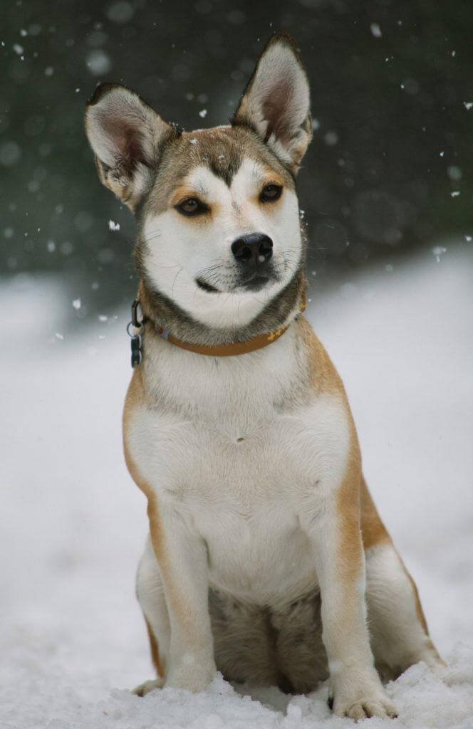 Swedish Vallhund Rescue