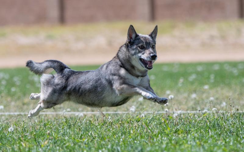 Swedish Vallhund Running