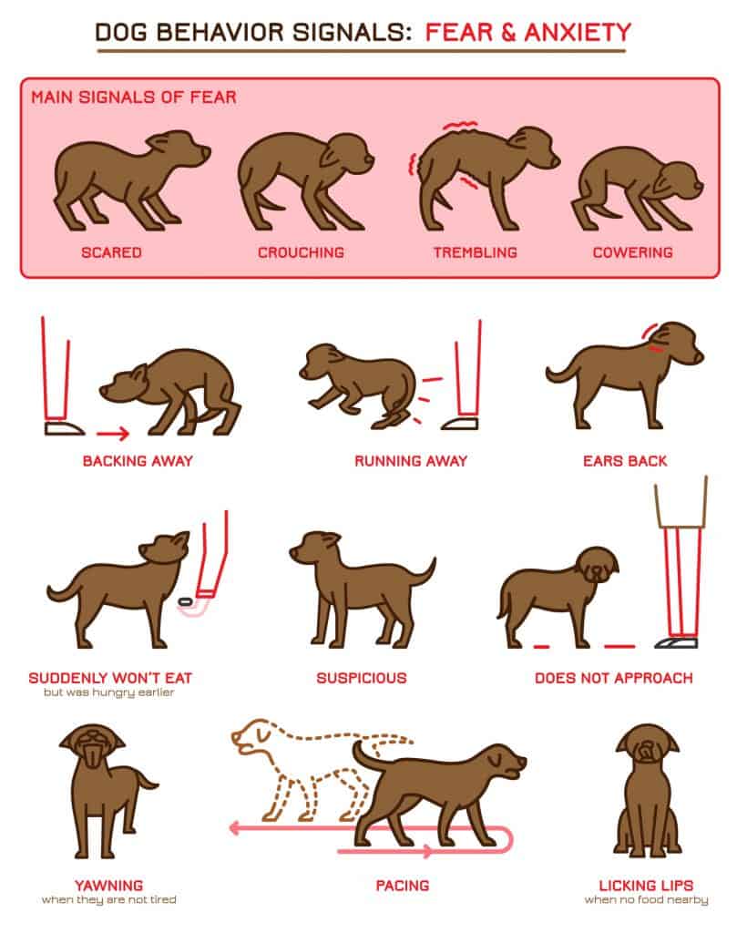 Symptoms Of Dog Fear Aggression