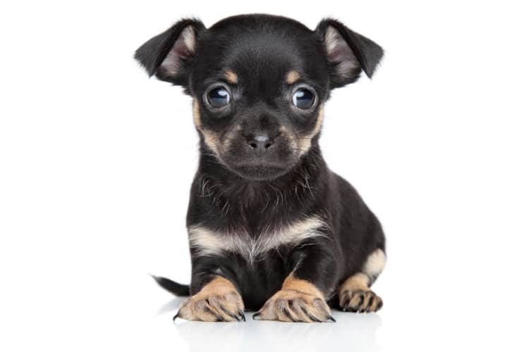 Taco Terrier Puppy