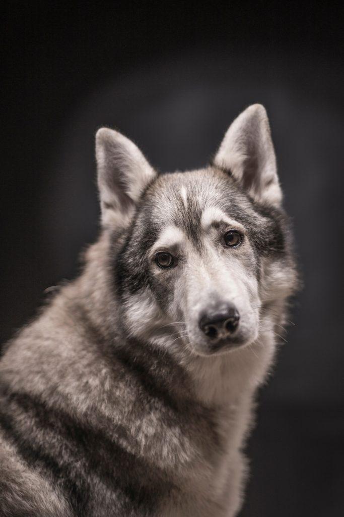 Tamaskan Dog Breed