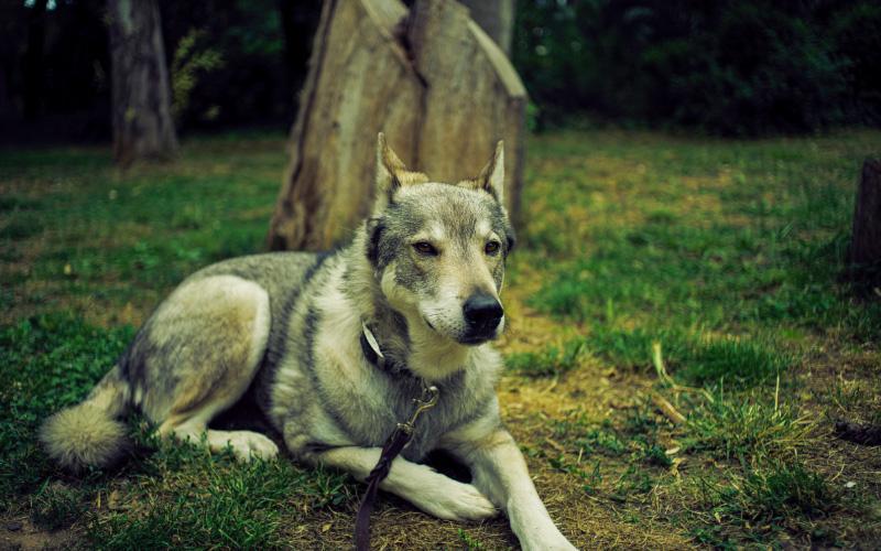 Tamaskan Dog