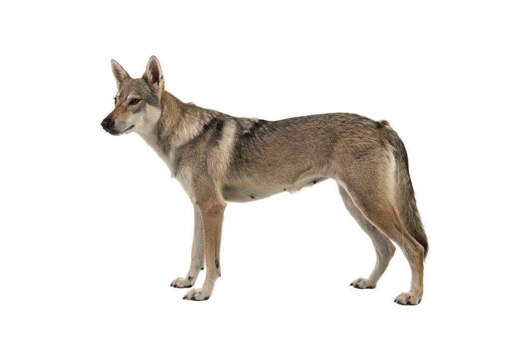 Tamaskan Hybrid