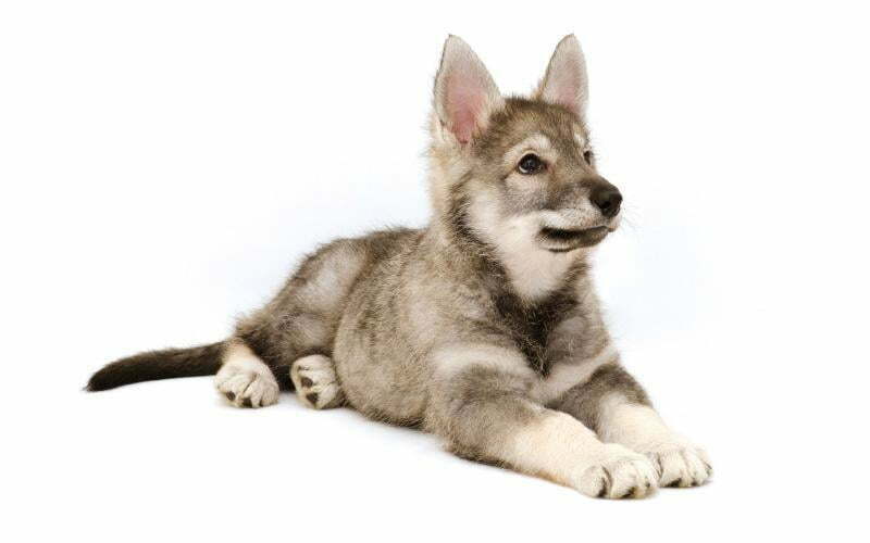 Tamaskan Puppy