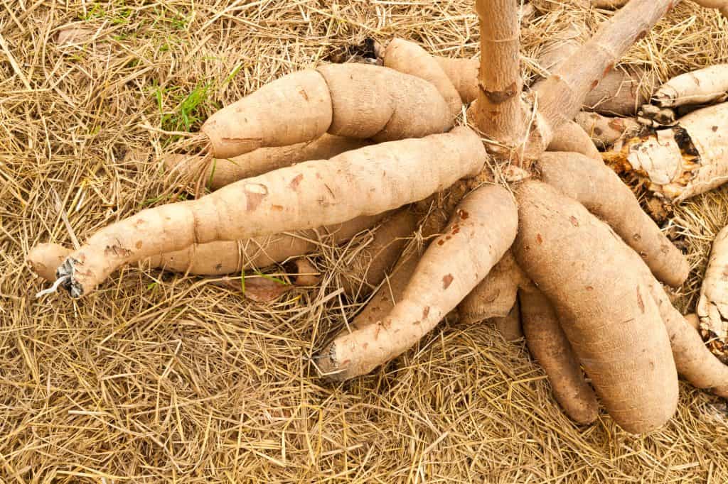 Tapioca Plant