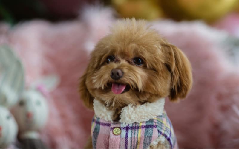 Teacup Poodle Puppy For Sale