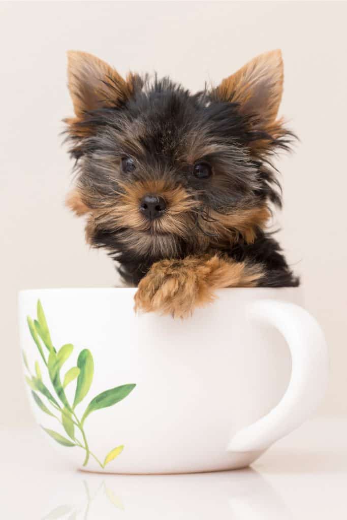 Teacup Yorkie For Sale