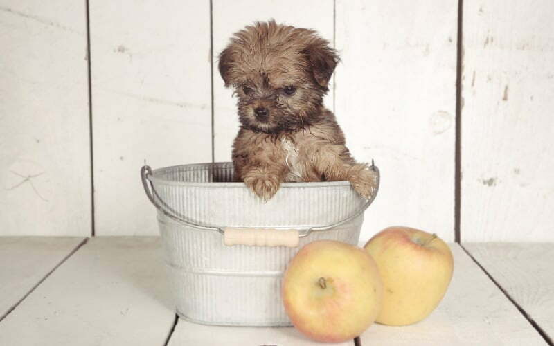 Teacup Yorkie Puppy