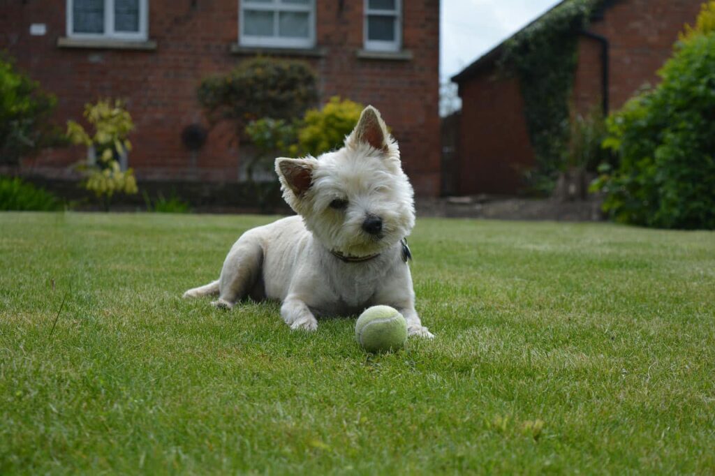 Terrier Invisible Dog Fence