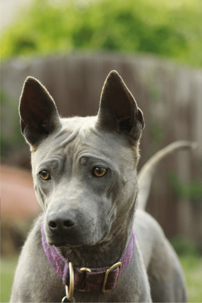 Thai Ridgeback
