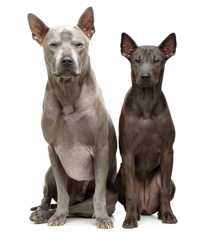 Thai Ridgeback Dog