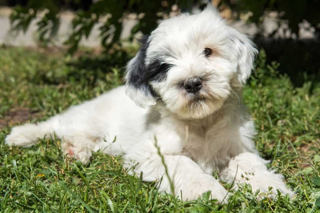 Tibetan Terrier Puppy