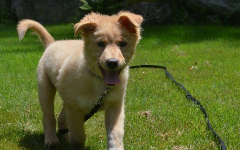 Toller Puppy For Sale