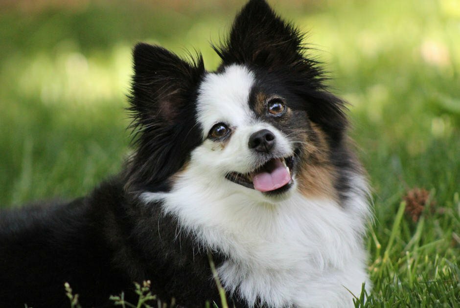 Toy Aussie Puppies For Sale