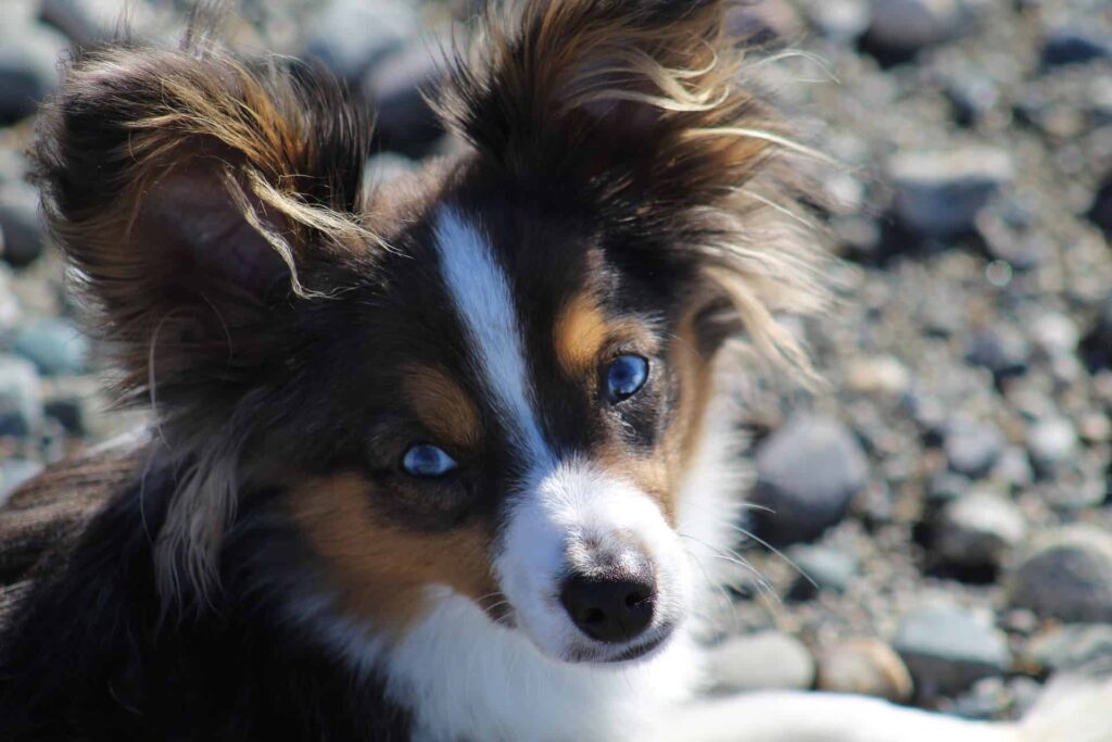 Toy Aussie Puppy