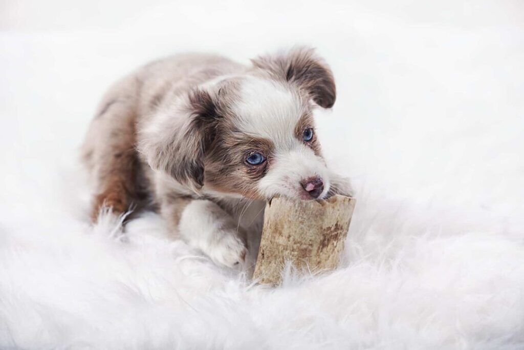 Toy Australian Shepherd Puppies For Sale