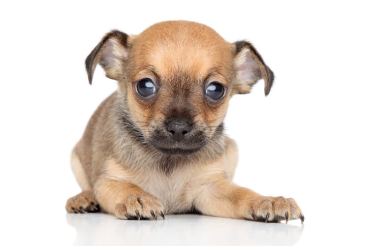 Toy Fox Terrier Chihuahua Mix