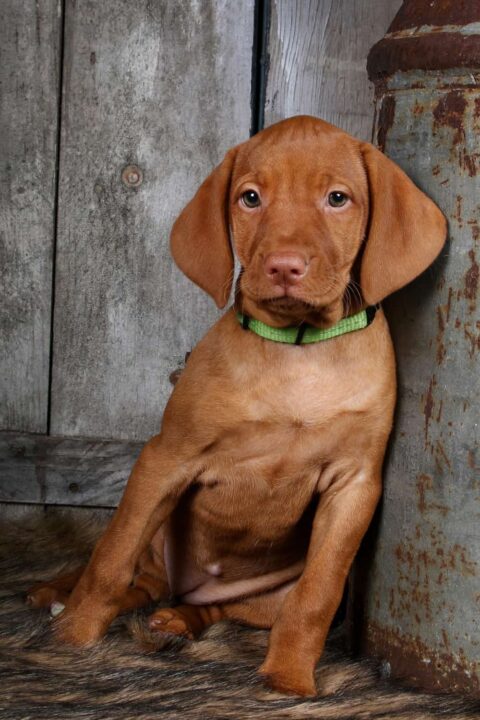 Vizsla Puppy For Sale