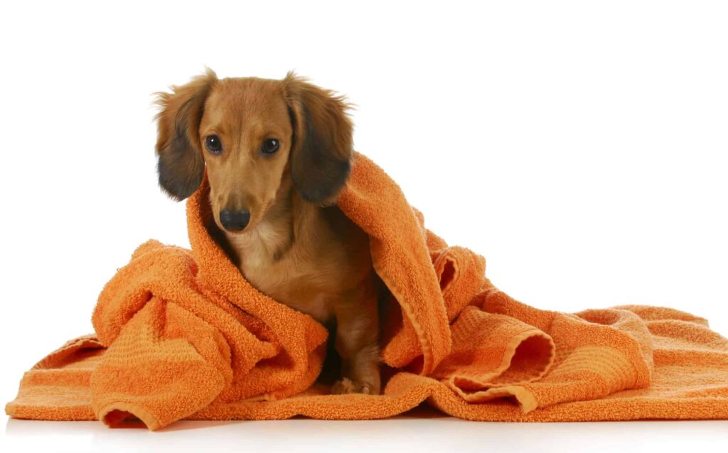 Clean Dog