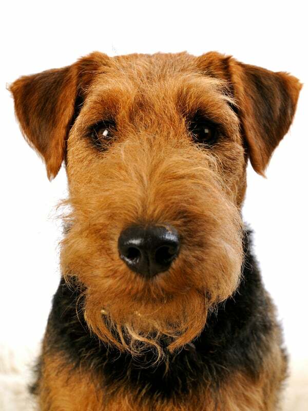 Welsh Terrier Puppy For Sale