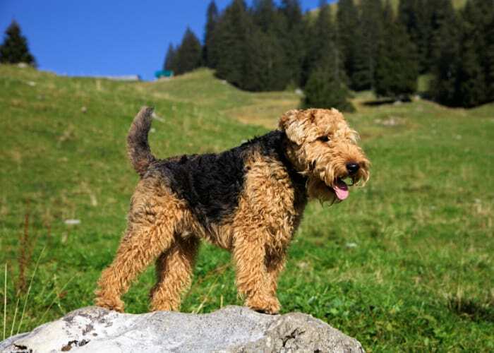 Welsh Terrier Rescue