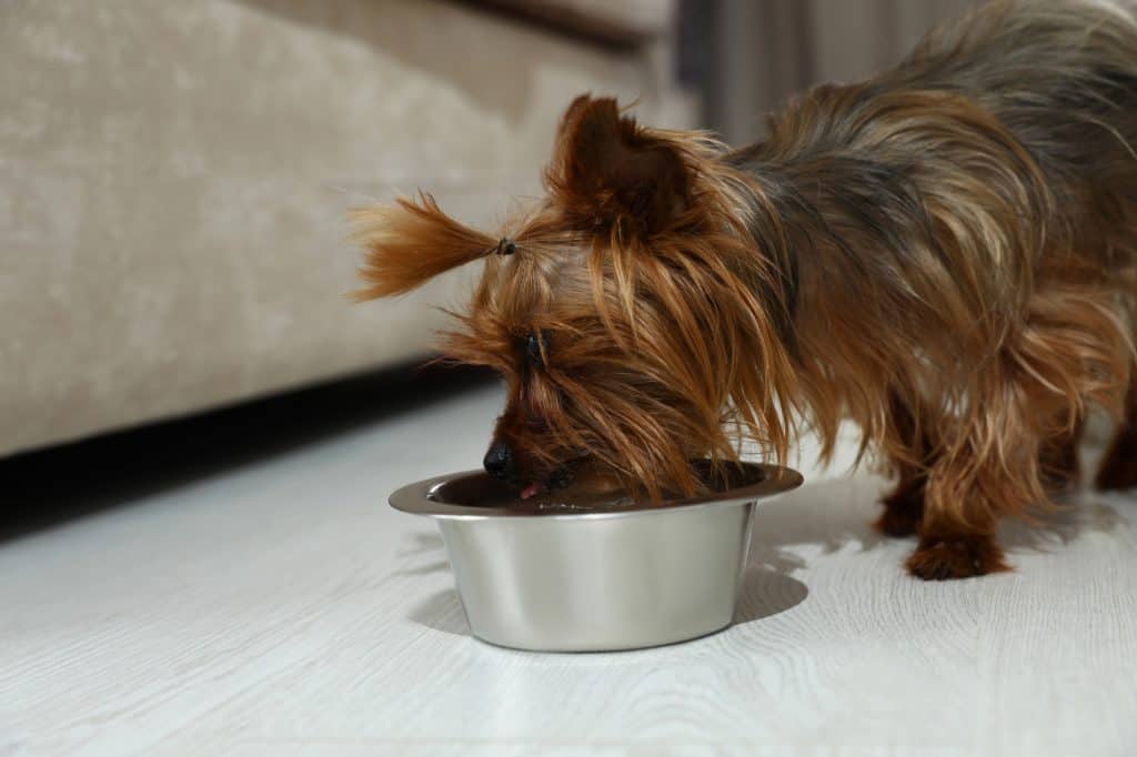 Wet Food For Yorkies