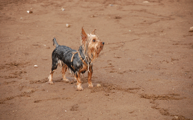 Wet Stinky Yorkie