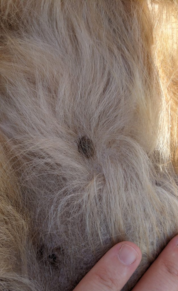 What Do Boy Dog Nipples Look Like