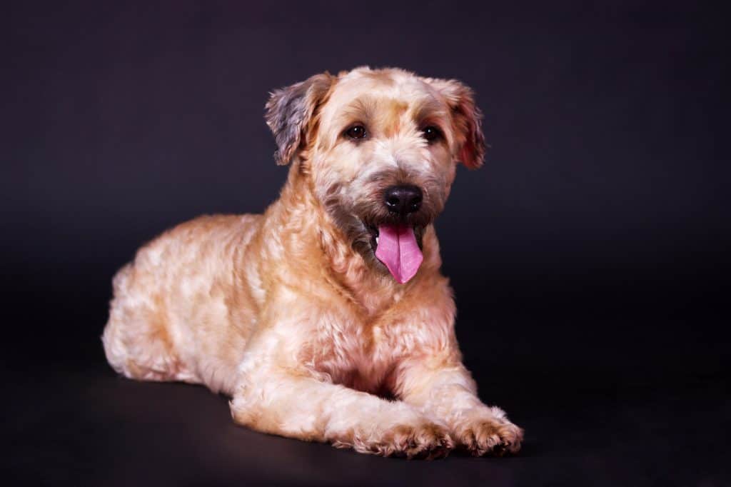 Wheaten Terrier Puppy