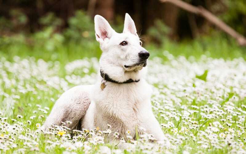 White Swiss Shepherd Rescue