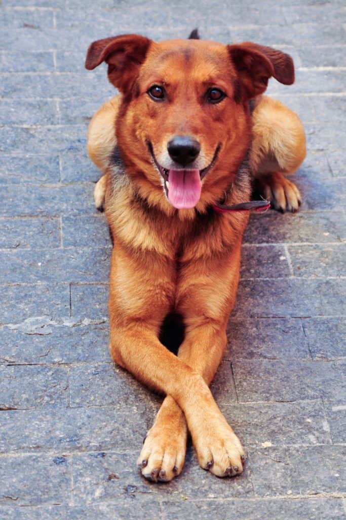 Why Do Dogs Cross Their Paws Pin
