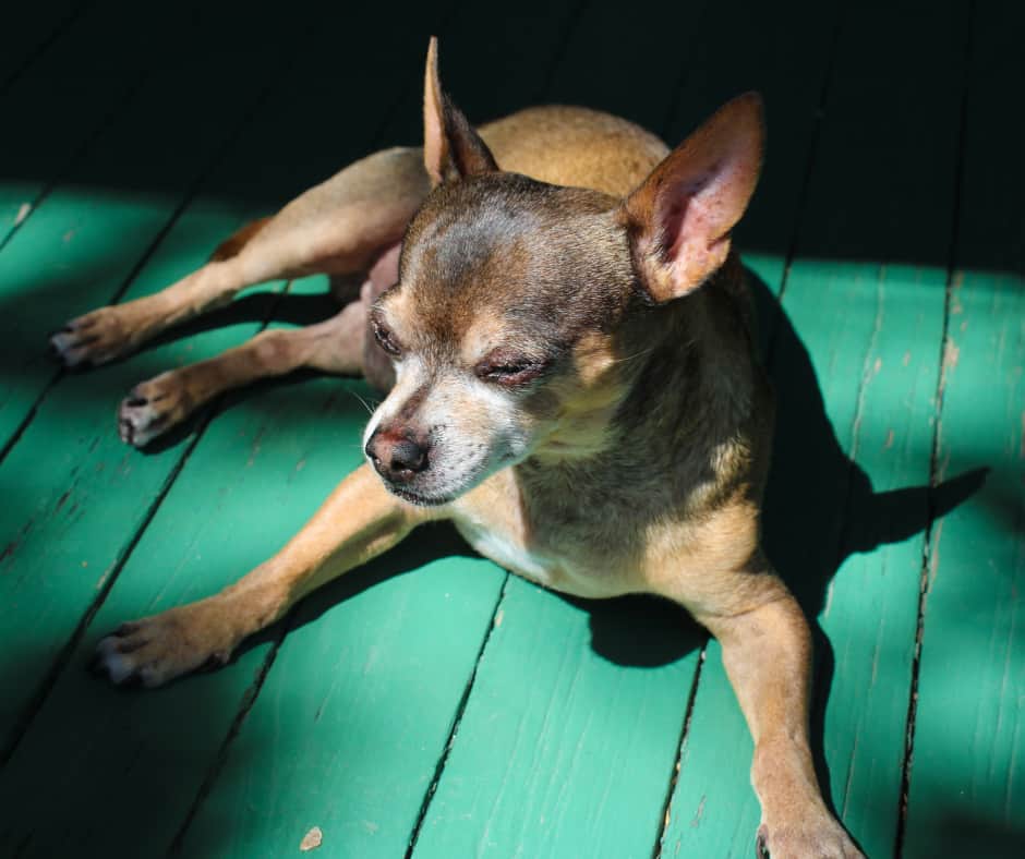 Why Do Dogs Lay In The Sun