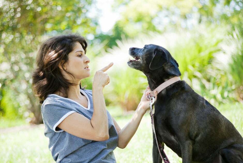 Why Do Dogs Need Discipline