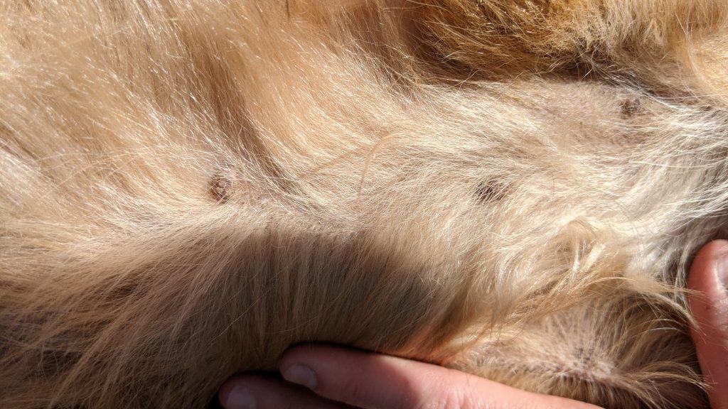 Why Do Male Dogs Have Nipples