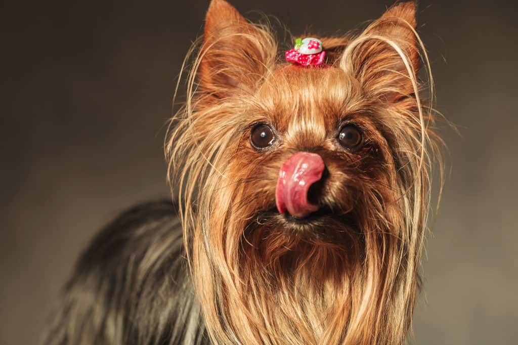 Why Do Yorkies Lick So Much