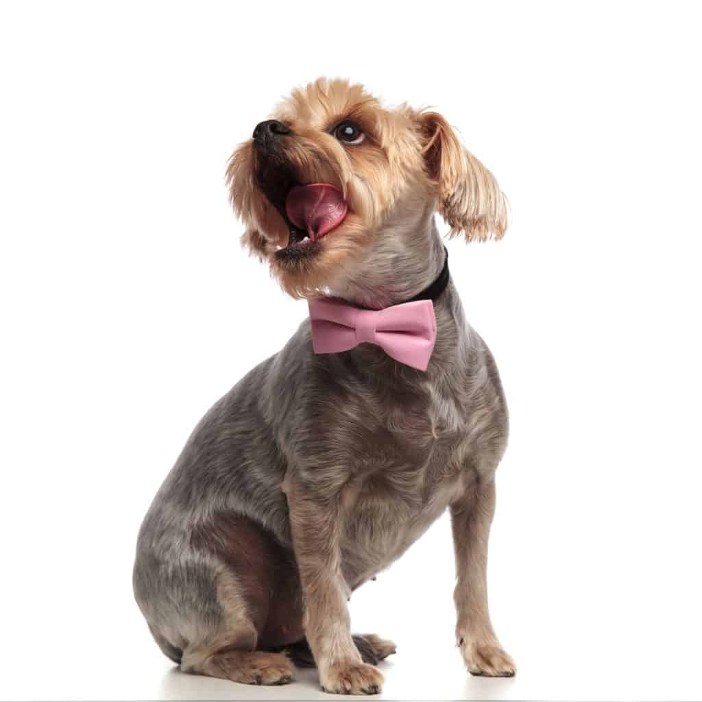 Why Do Yorkies Lick the Air
