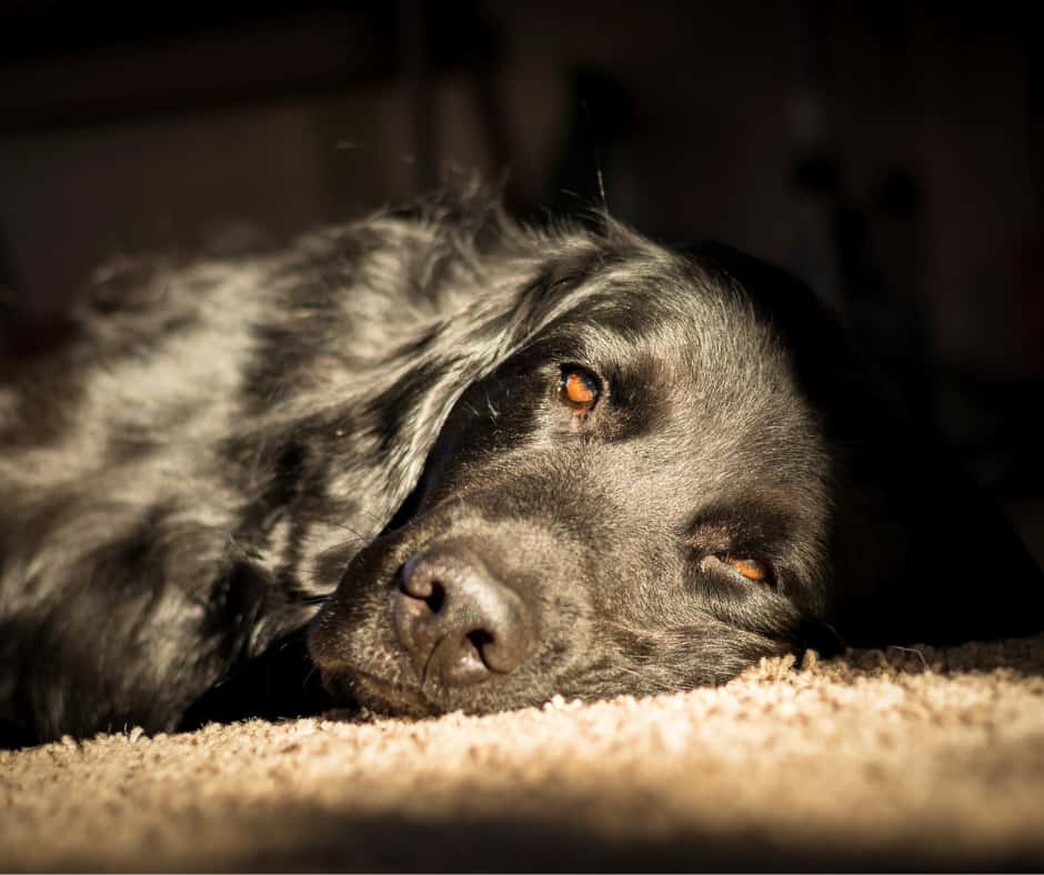 Why Is My Dog Sleeping In The Sun