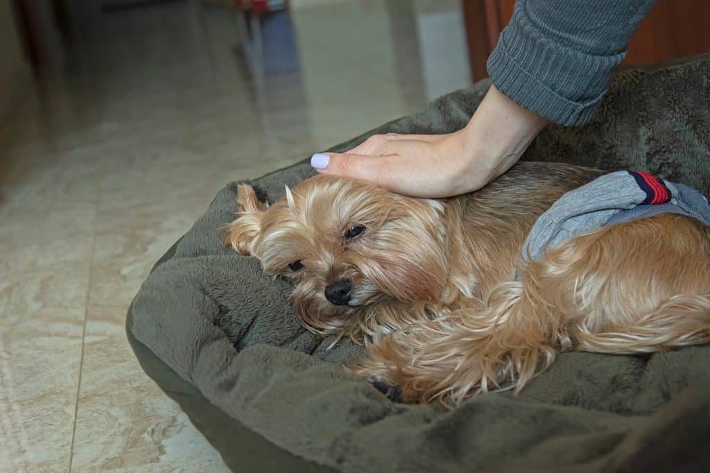 Why Is My Yorkie Shaking