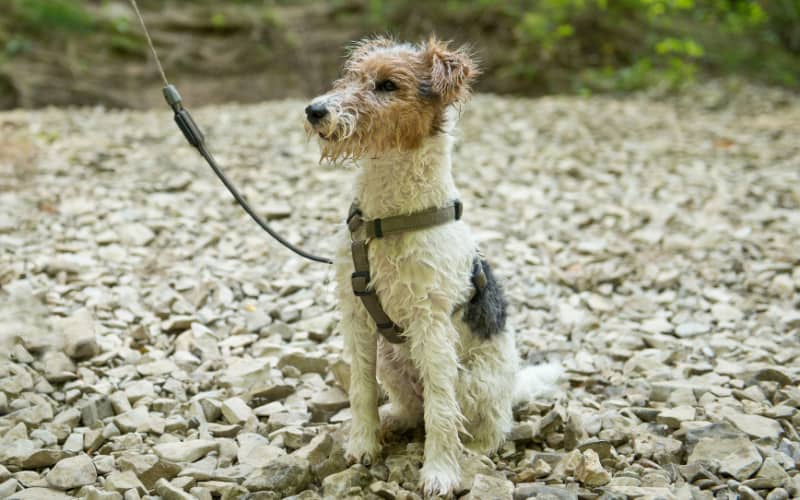 Wire Fox Terrier Rescue