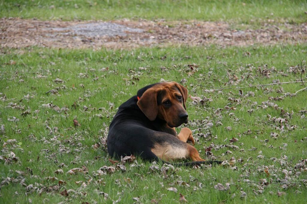 Wireless Dog Fence Dog