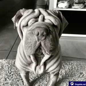 Very Wrinkly dog