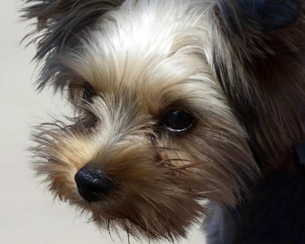 Yorki-Poo