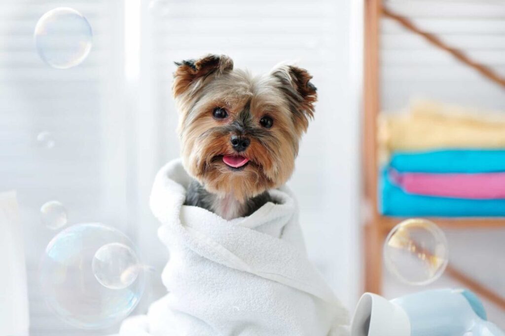 Yorkie Bath