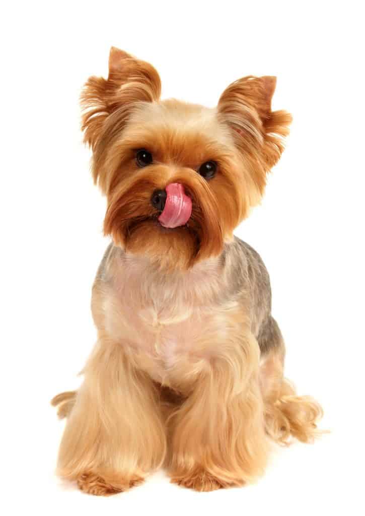 Yorkie Licking Its Face