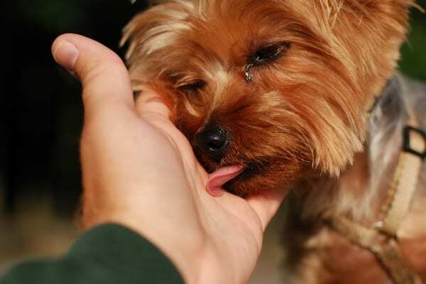 Yorkie Licking Owner