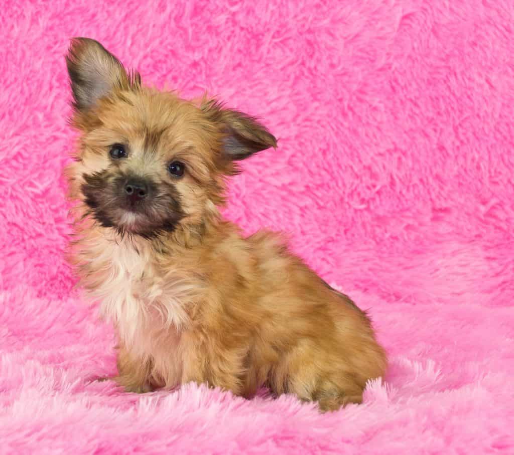 Yorkie-Poo