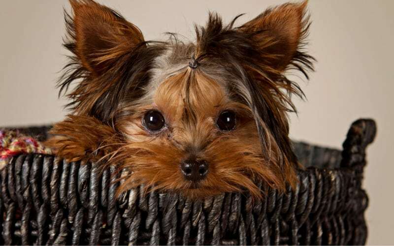 Yorkie Pregnancy
