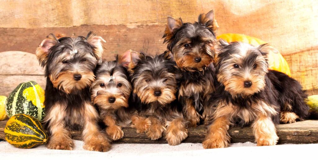 Yorkie Puppies